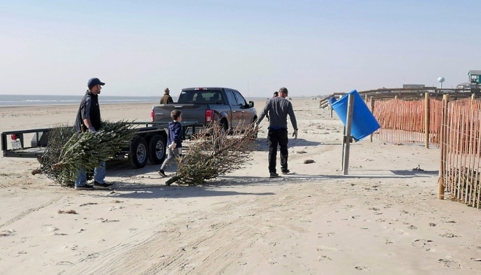 Volunteers in Surfside Beach unload recycled Christmas trees to be used to form a natural barrier to protect sensitive sand dunes. AFP