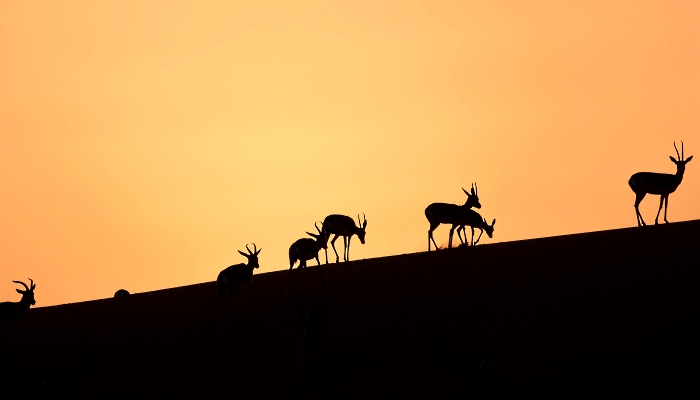 Arabian sand gazelles known as 