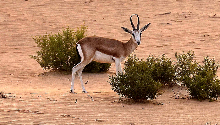 Arabian sand gazelles known as 