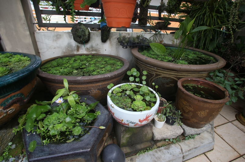 大大小小陶瓷缸栽种的植物和观赏鱼，是符气洲另一项嗜好。