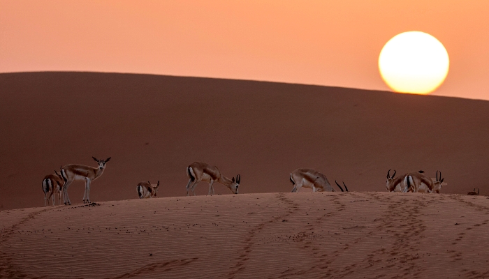 Arabian sand gazelles known as 