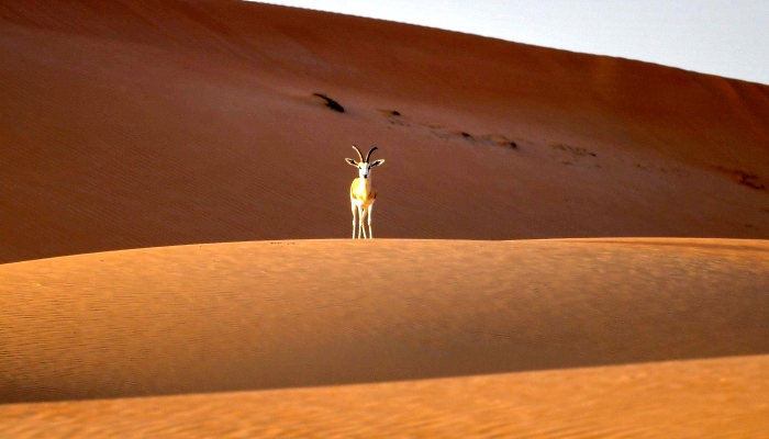 Arabian sand gazelles known as 