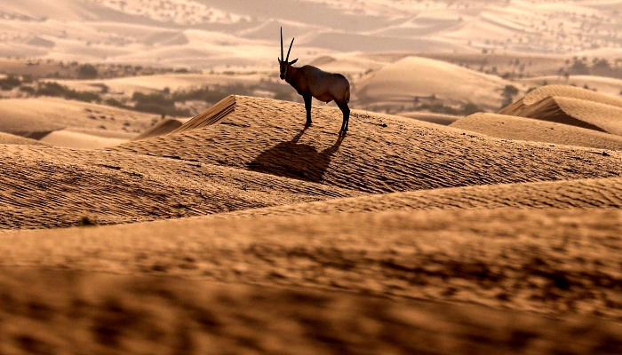 Arabian sand gazelles known as 