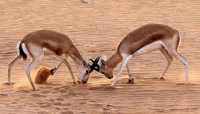 Arabian sand gazelles known as 