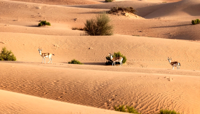 Arabian sand gazelles known as 