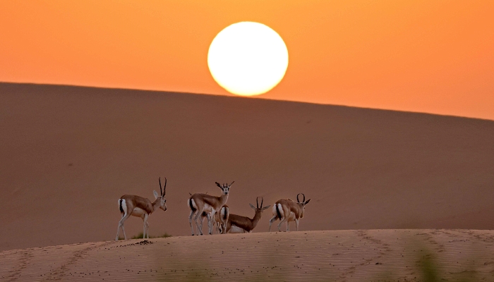 Arabian sand gazelles known as 