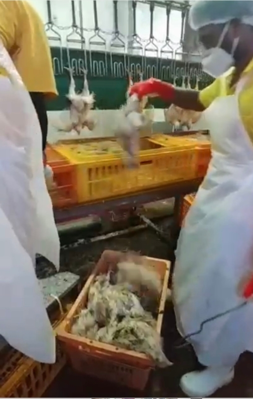 屠宰场工人从鸡笼里淘汰掉死鸡。（图由陈坤成提供）