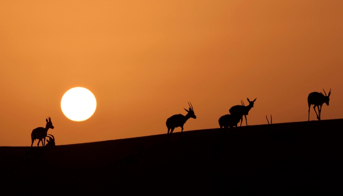 Arabian sand gazelles known as 