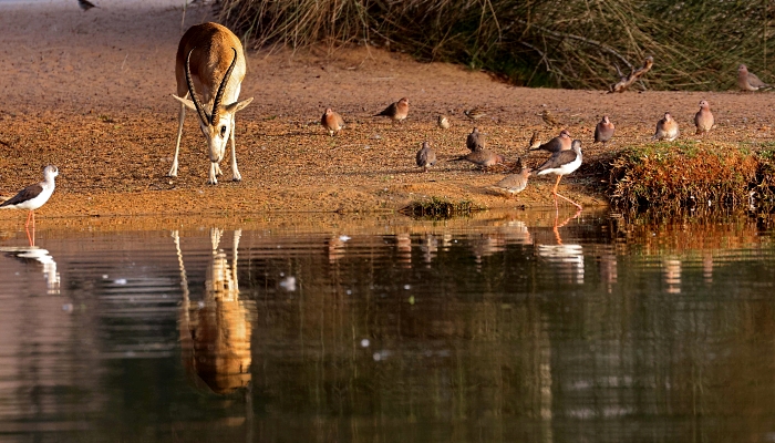 Arabian sand gazelles known as 