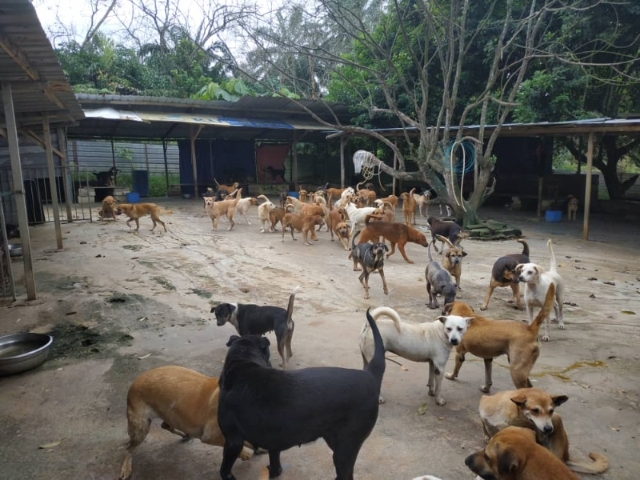 范姐的狗场，是她一手一脚建立起来，里面七八十只狗狗都是她的孩子。

