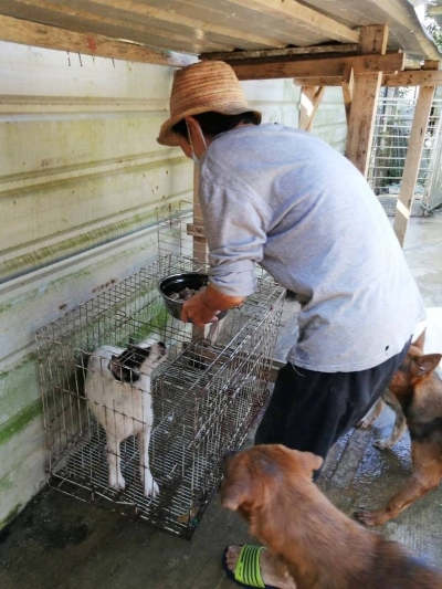 范姐担心小狗会争不到吃，所以喂食时都会把小狗关到笼子，让它们在里面吃。

