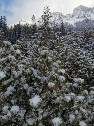 Morskie Oko的四周有很多瑞士松树，雪花积在树上，形成一朵朵雪花簇，美不胜收。

