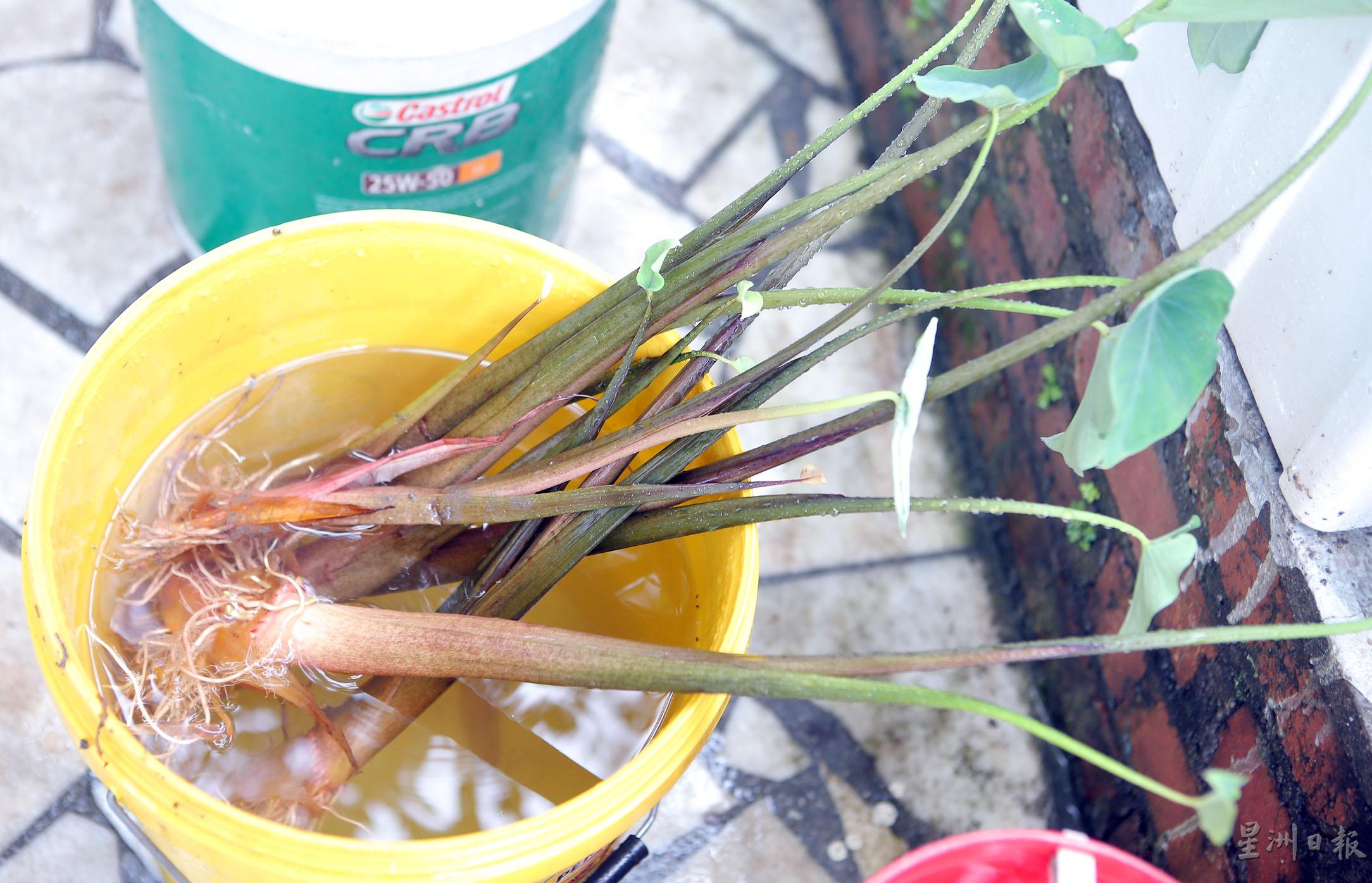 拔起来的芋秧泡在水中，保持湿润，随时可以再种。