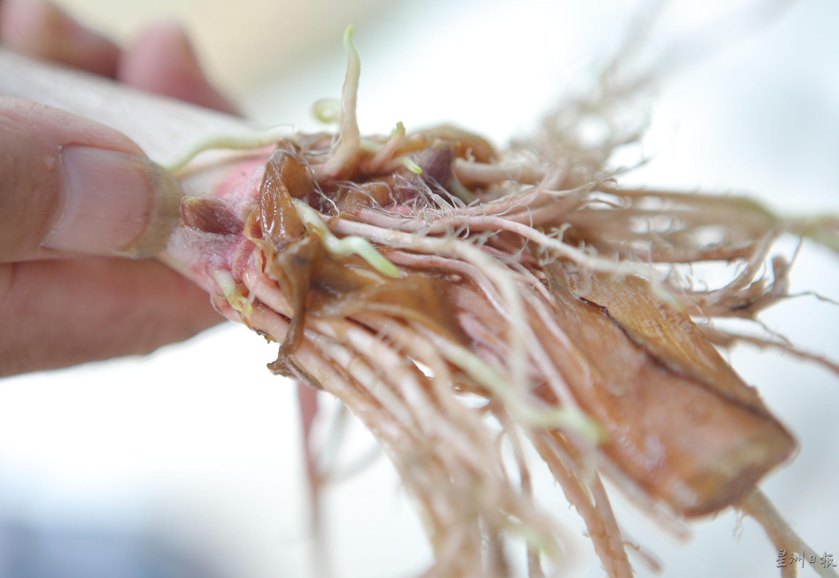 芋秧已经长出幼细的根，可以用来栽种。