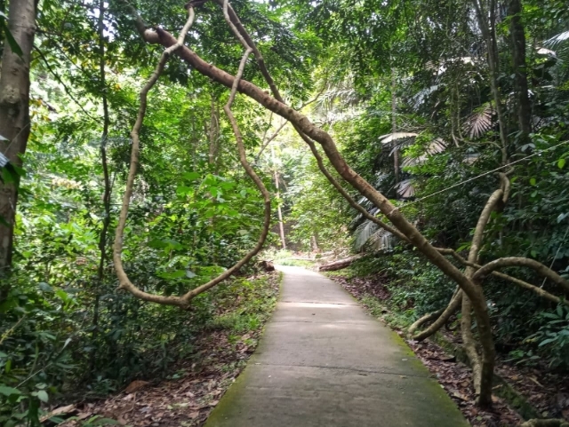 南峇山路陡峭更有藤木拦路，非常考验你的耐力。
