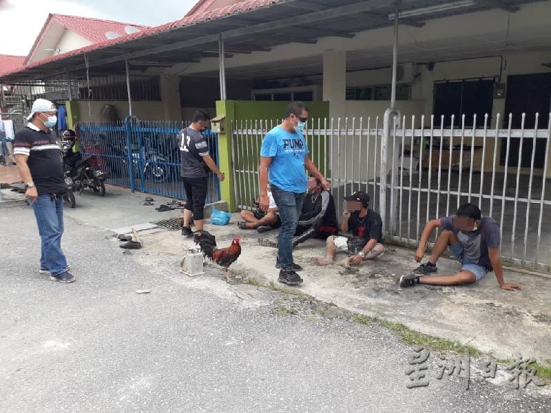 5名男子（站者左二及坐者4人）在诗巫再也住宅区内非法斗鸡被警员逮捕，其中一人（坐者左二）的手腕还戴着隔离腕带，却违令外出参与斗鸡。