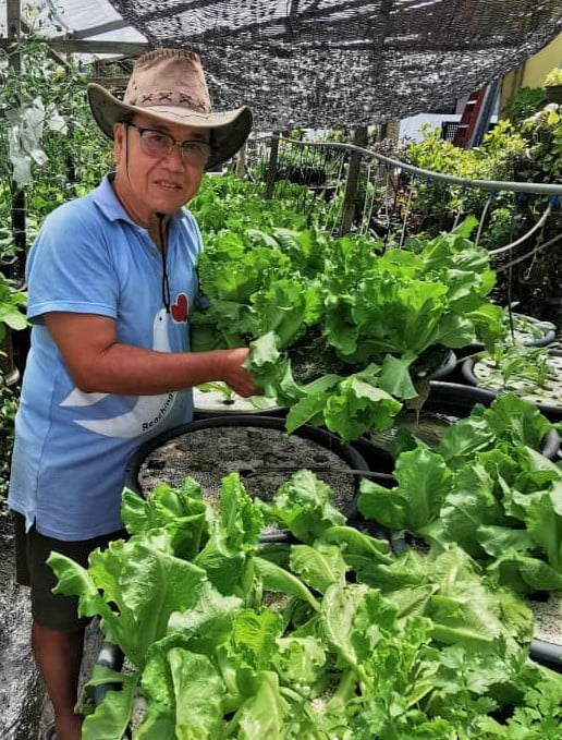 王光荣：生菜生长期较慢和需要细心照顾。