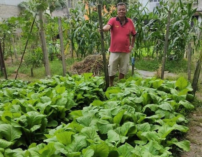 蔡金良：大菜今年丰收，有多可制成咸菜。

