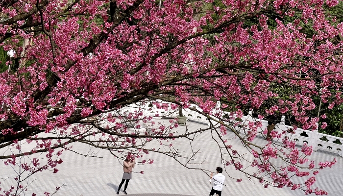 Visitors take photographs under a tree blossoming at Tian-Yuan Temple in New Taipei City ahead of the Lunar New Year. AFP