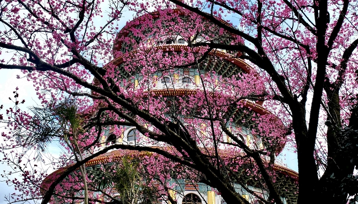 The five-tiered pagoda at Tian-Yuan Temple seen behind a blossoming tree in New Taipei City ahead of the Lunar New Year. AFP