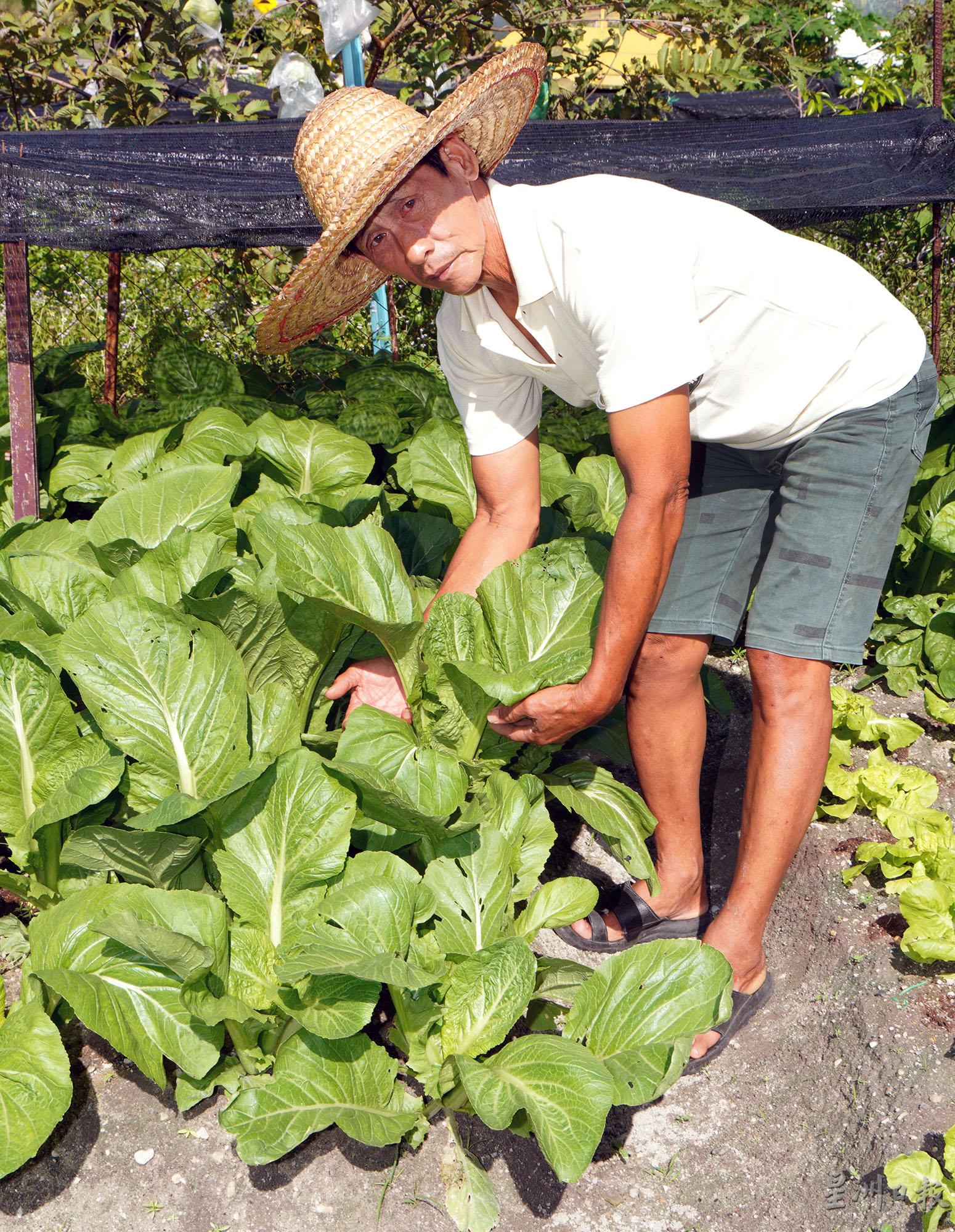 退休后的蔡锦平，把时间花在小菜园里，以农耕过悠闲的日子。