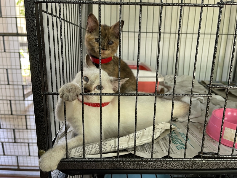 去年12月，SPCA就收留了20多只小猫，当中有4只失明。/图由谢庆达提供
