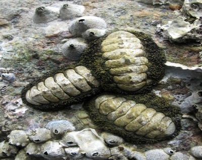 三只鬼石鳖（Jewelled Chiton）与一群外形似火山的笠藤壶（Volcano Barnacle）。（摄影/韦昕林）