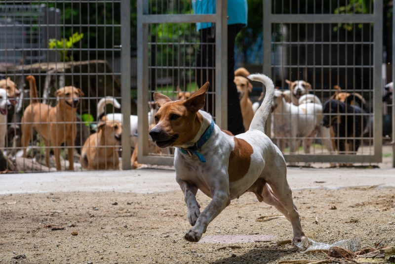 目前SPCA一共有120只未被领养的狗，其中6个隔离犬舍都已爆满。/图由谢庆达提供