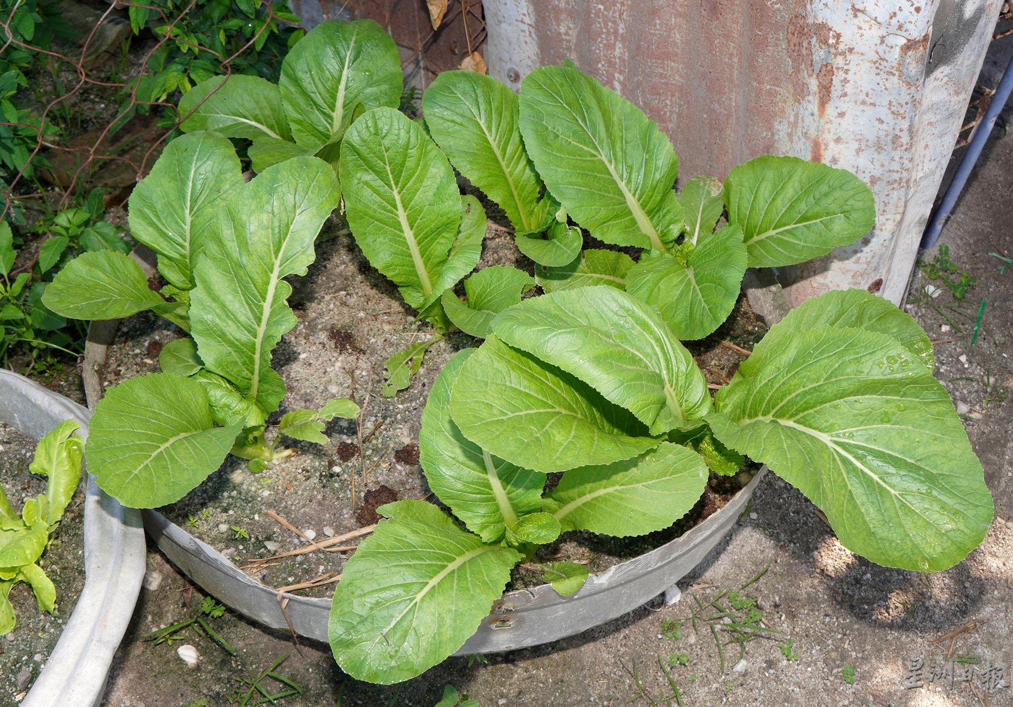 相比同时期栽种在土地上的芥菜，栽种在盘子里的芥菜显得较小。

