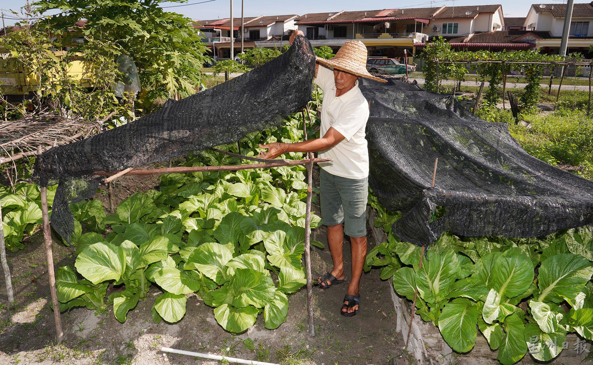 蔡锦平用黑网棚以防止芥菜籽在播种阶段遭雨水冲走，同时避免冲力过大的雨水破坏芥菜的生长。

