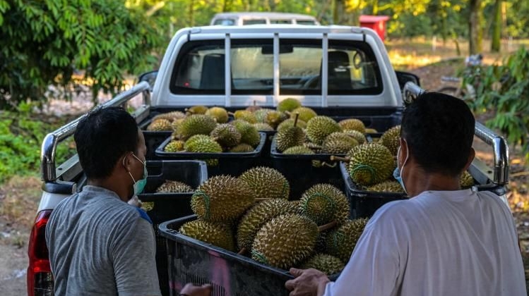 Workers loading baskets of durians onto a truck for sale at a farm in Raub. AFP