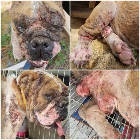 这是唐绣莲救过的一只严重受伤的流浪狗，也患有严重皮肤病。