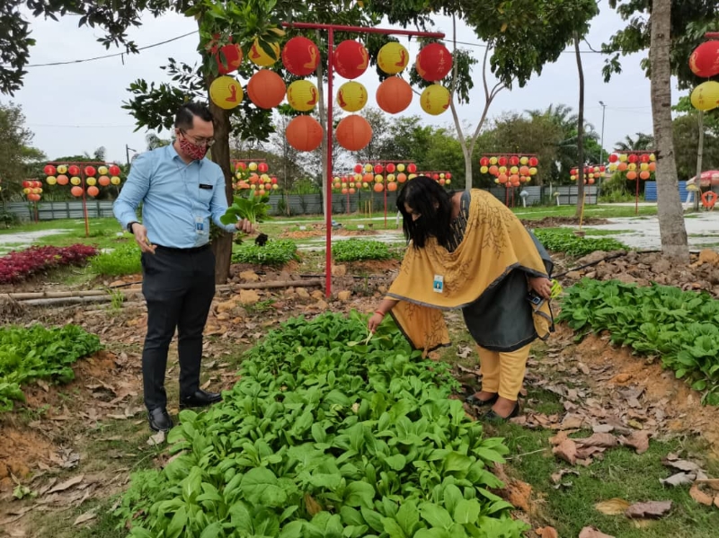 雖然是前來視察，團結部官員看到清淨農場一片綠油油的菜園，也忍不住收採蔬菜。