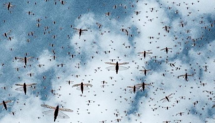 Locusts have been cutting a devastating swathe across eastern Africa. AFP