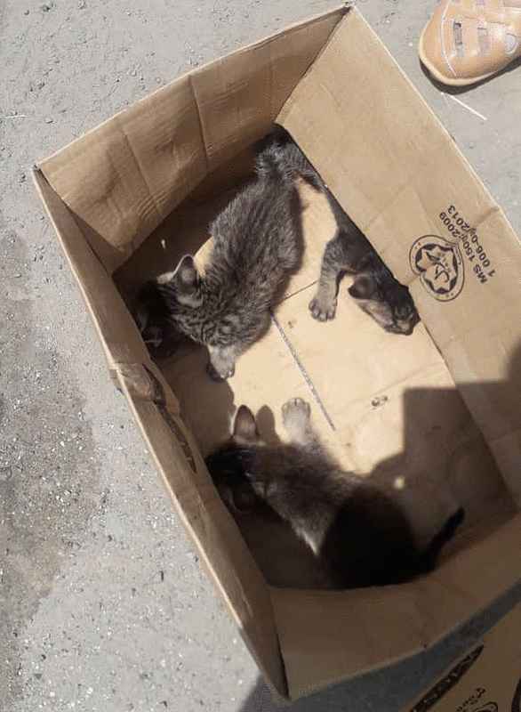 3只小猫获救了。