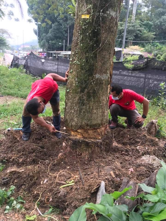 他们在清理树的伤口后，用黑色塑料将腐殖土补上，以固定和激活新的木材生长，望将其连接回维管组织系统。