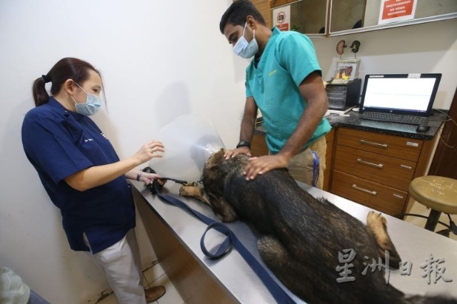 唐嬣宁说，医治动物也有不同的挑战与难度，尤其是大型狗，难度更高。