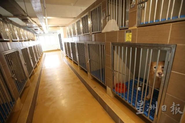 狗对同伴离世都会有预感，所以当听到病房内的狗嚎叫，兽医或护士都已经心里有数。