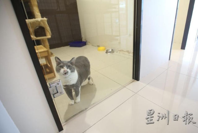 虽然狗不好惹，但猫也不是省油的灯，兽医或护士双手满布被狗咬过的伤痕或被猫抓伤的痕迹。