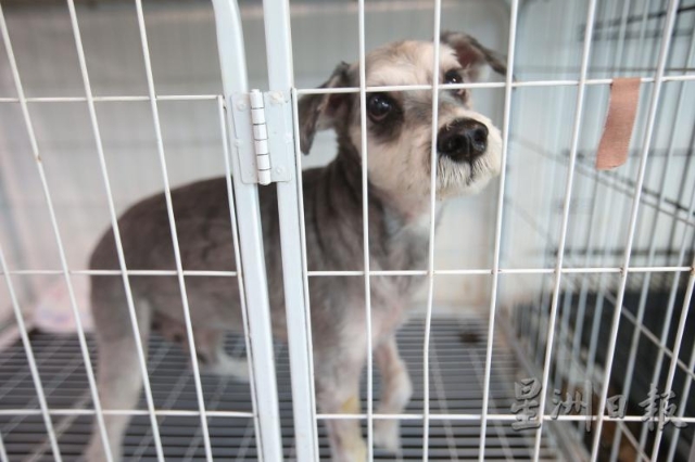 生病留医的狗比较敏感，所以兽医在给它们治病时也必须更谨慎，即使看似没有杀伤力的小狗，也会给你一个“病的印记”。