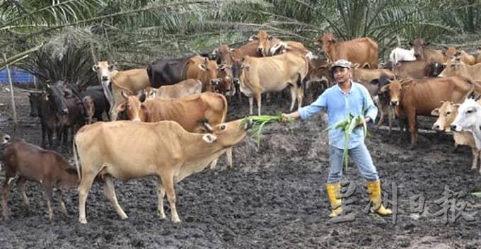 养牛活动主要集中在乡区和园坵，城市范畴已不被允许养牛。