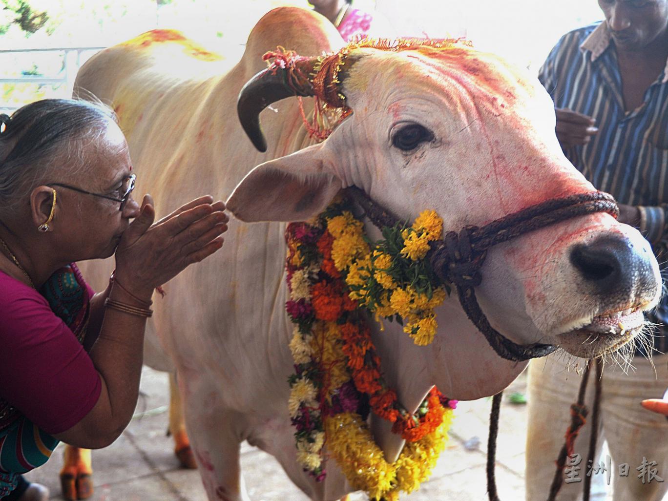兴都教徒的宗教习俗，把牛视为神物。