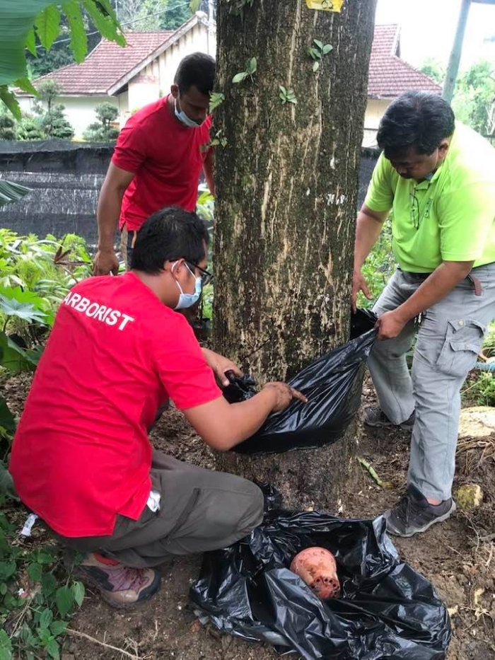 他们在清理树的伤口后，用黑色塑料将腐殖土补上，以固定和激活新的木材生长，望将其连接回维管组织系统。