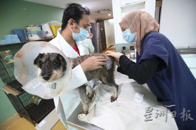 兽医的患者是无法言语的动物，所以需要更多的细心与耐心去找出病原。