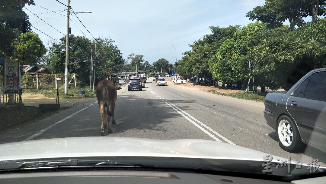 牛只在公路游荡，只有汽车闪避没它闪，严重威胁公路使用者的安全。