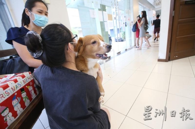 由于动物不会说话，所以饲主的细心，具体的把宠物情况告知兽医，将能帮助兽医更容易找到病源。