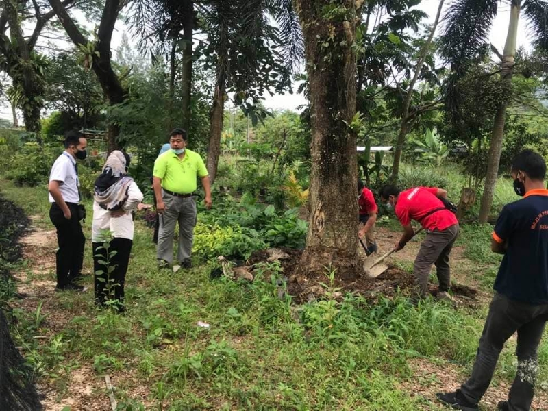 罗斯兰（左三）与士拉央市议会官员一起展开救树行动。
