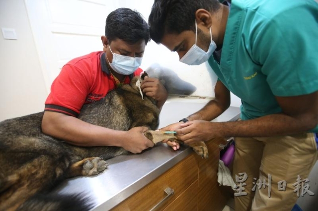 动物医院也有一些禁忌的，如抽血时不能说“它的血管很美“，说完之后可能就找不到血管了。