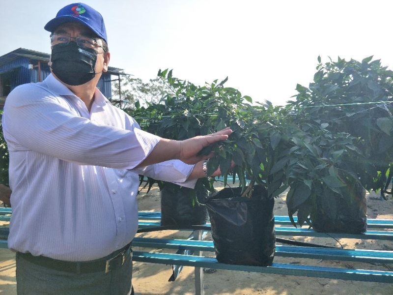 首长苏莱曼推崇采用绿色科技种植辣椒。