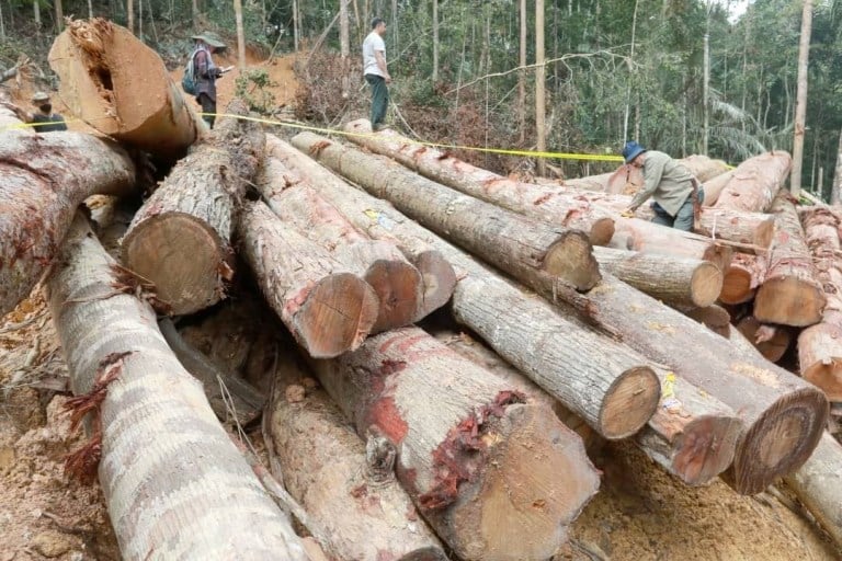 立卑县森林局人员于立卑本查森林保留区检查一批企图被偷运的树桐。(档案照）